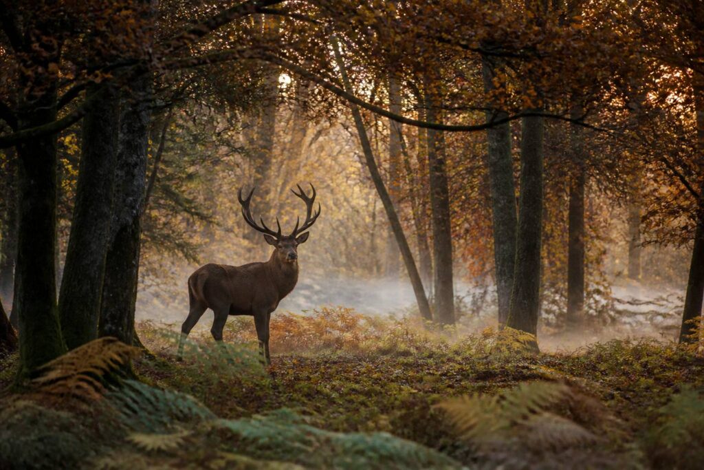 Cerf élaphe dans une clairière forestière au crépuscule