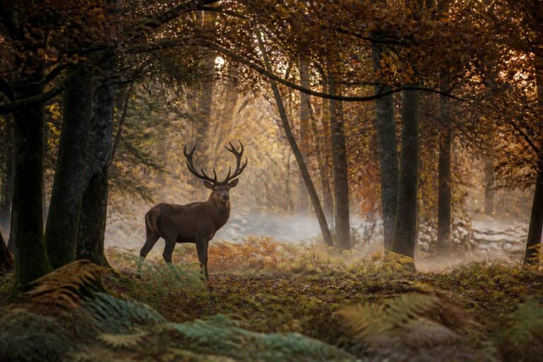 Cerf : morphologie, brame et où l&rsquo;observer en France