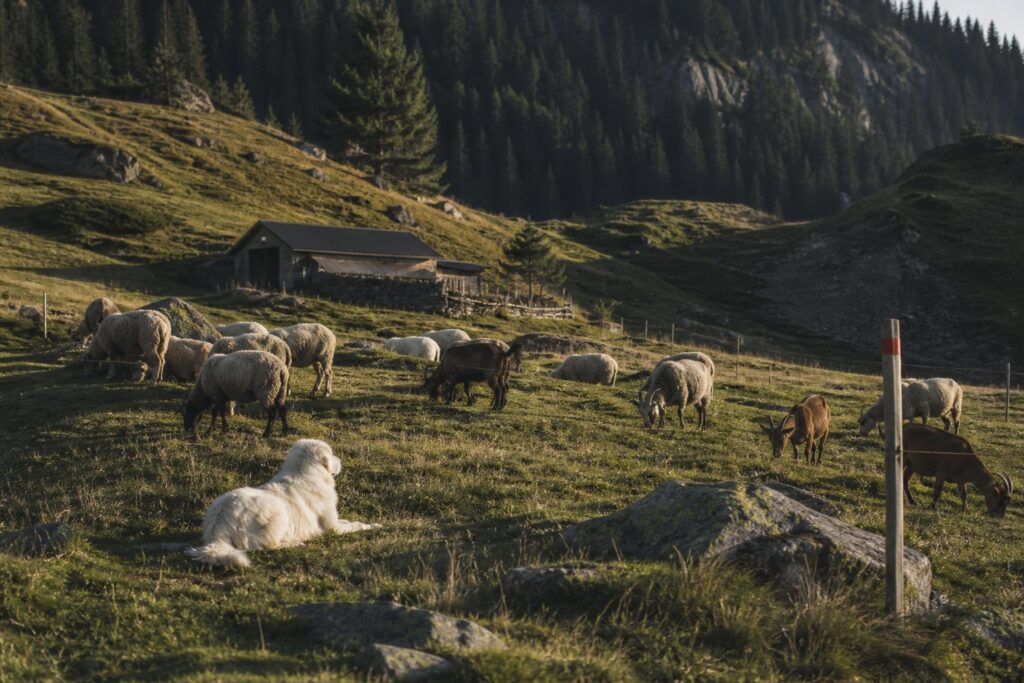 Troupeau de moutons et chèvres sur un alpage gardé par un chien blanc de protection