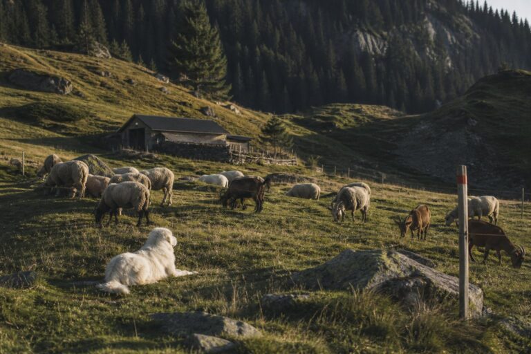 Troupeau en alpage : comportement, patous et bonne conduite
